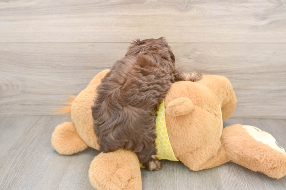 Mini Aussiedoodle Pup Being Cute