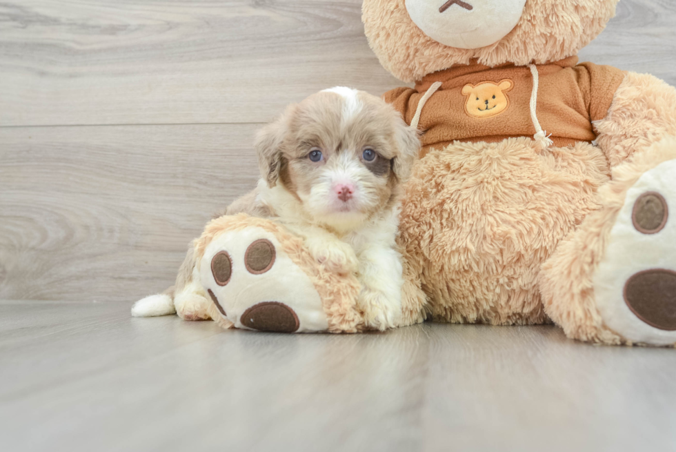 Sweet Mini Aussiedoodle Baby