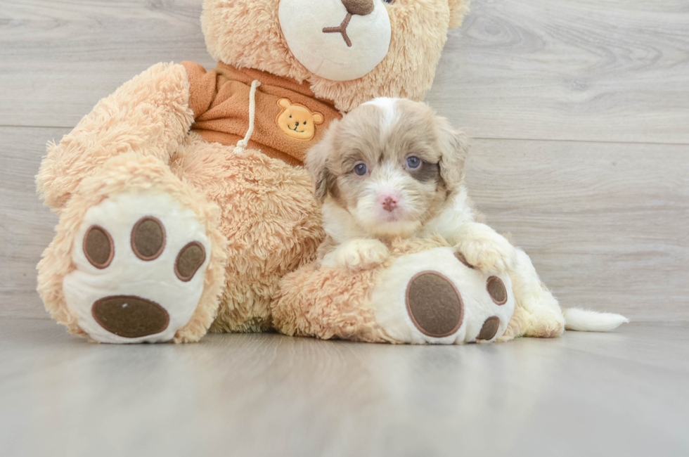 9 week old Mini Aussiedoodle Puppy For Sale - Florida Fur Babies