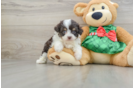 Cute Mini Aussiedoodle Baby