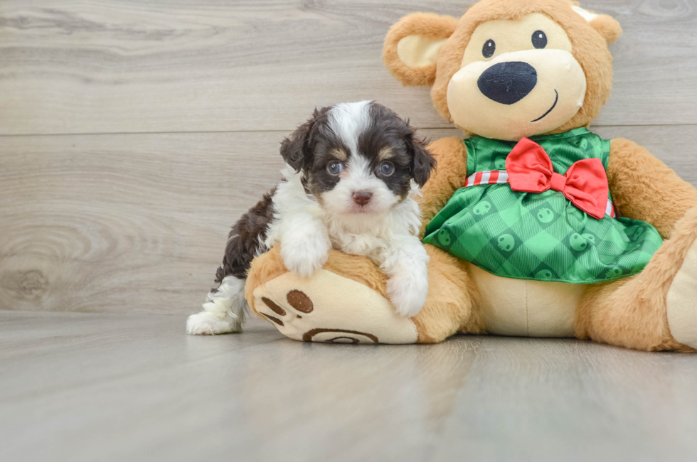 5 week old Mini Aussiedoodle Puppy For Sale - Florida Fur Babies