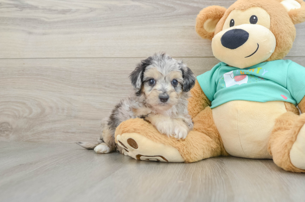 5 week old Mini Aussiedoodle Puppy For Sale - Florida Fur Babies