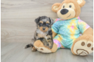 Mini Aussiedoodle Pup Being Cute