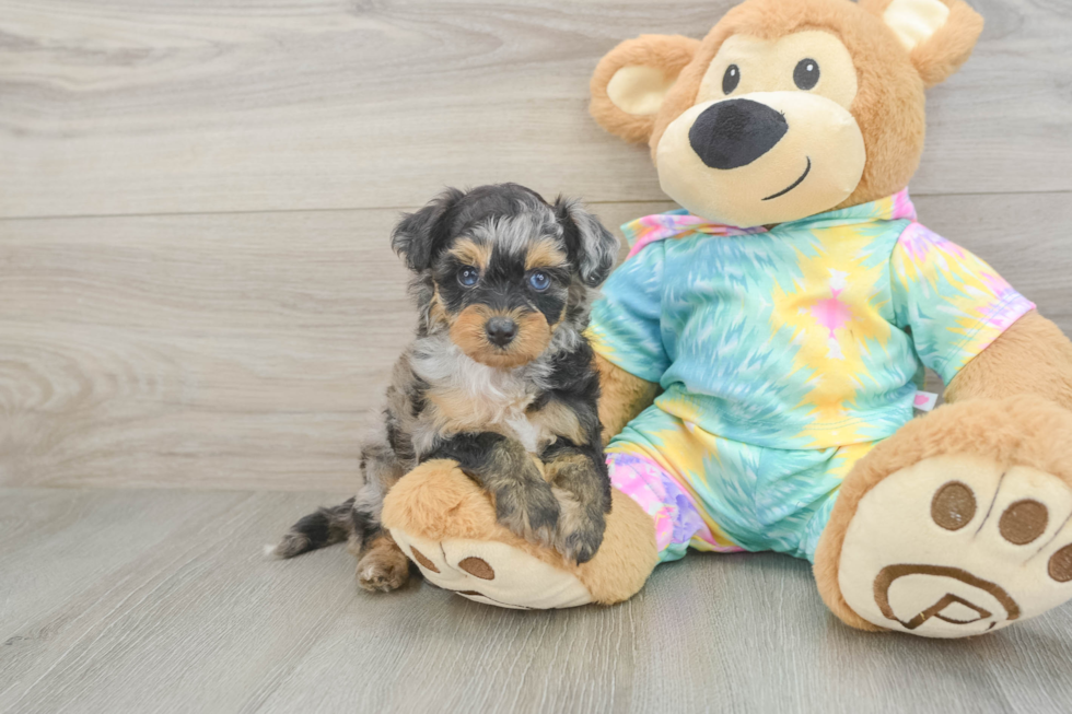 Mini Aussiedoodle Pup Being Cute