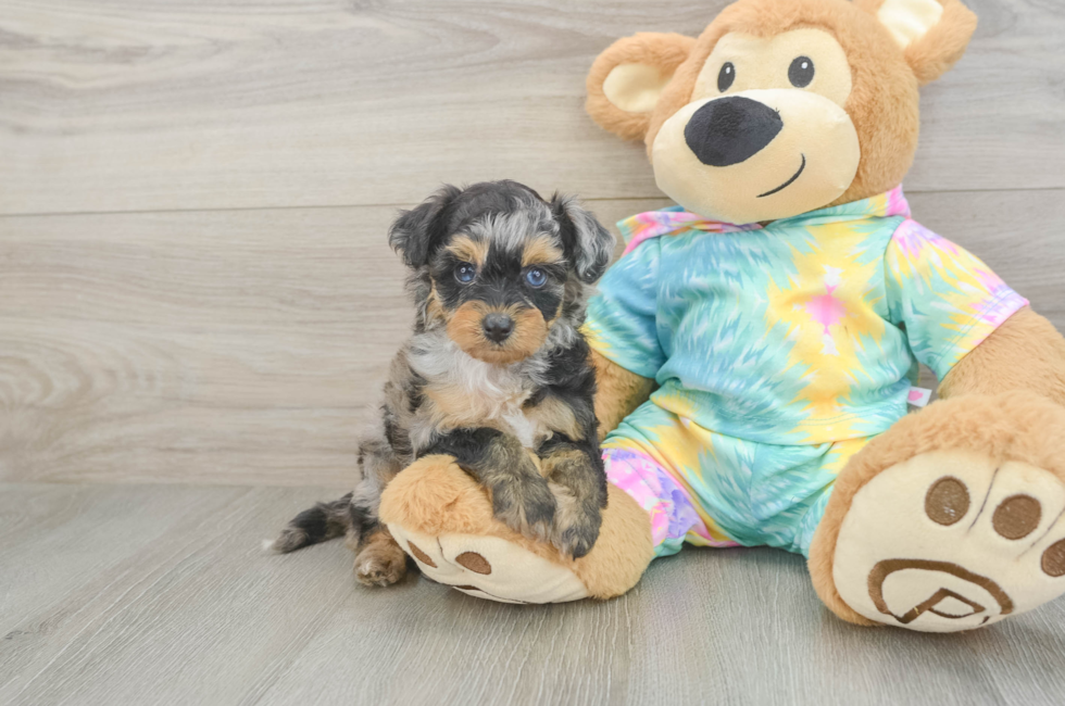 5 week old Mini Aussiedoodle Puppy For Sale - Florida Fur Babies