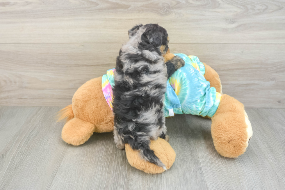 Petite Mini Aussiedoodle Poodle Mix Pup