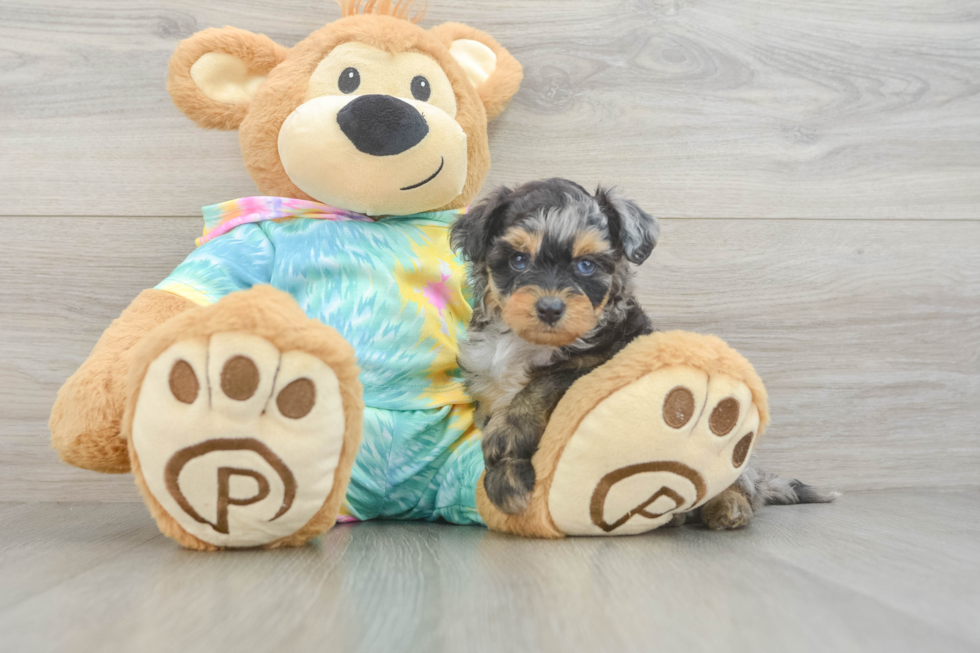 Happy Mini Aussiedoodle Baby