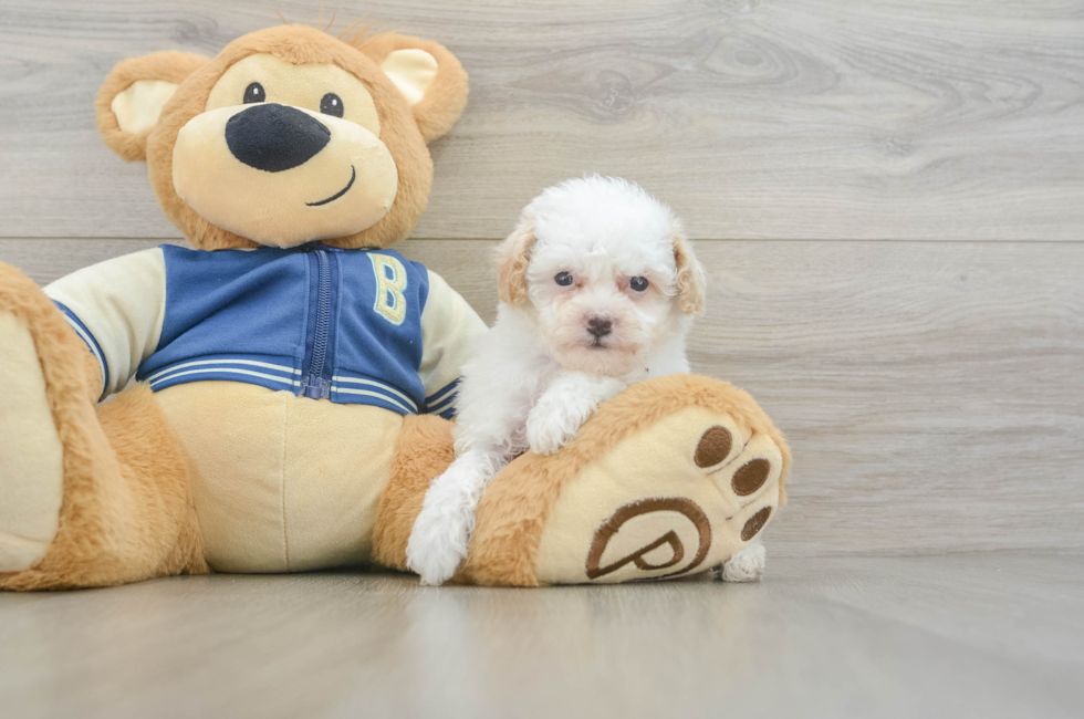 5 week old Mini Aussiedoodle Puppy For Sale - Florida Fur Babies
