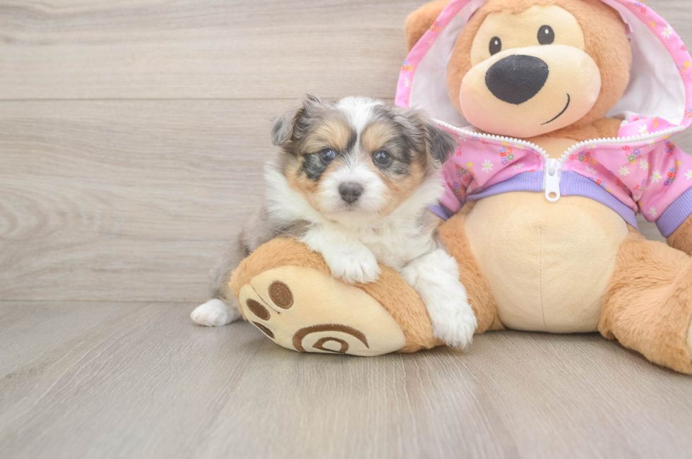 5 week old Mini Aussiedoodle Puppy For Sale - Florida Fur Babies