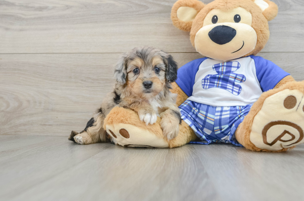 6 week old Mini Aussiedoodle Puppy For Sale - Florida Fur Babies