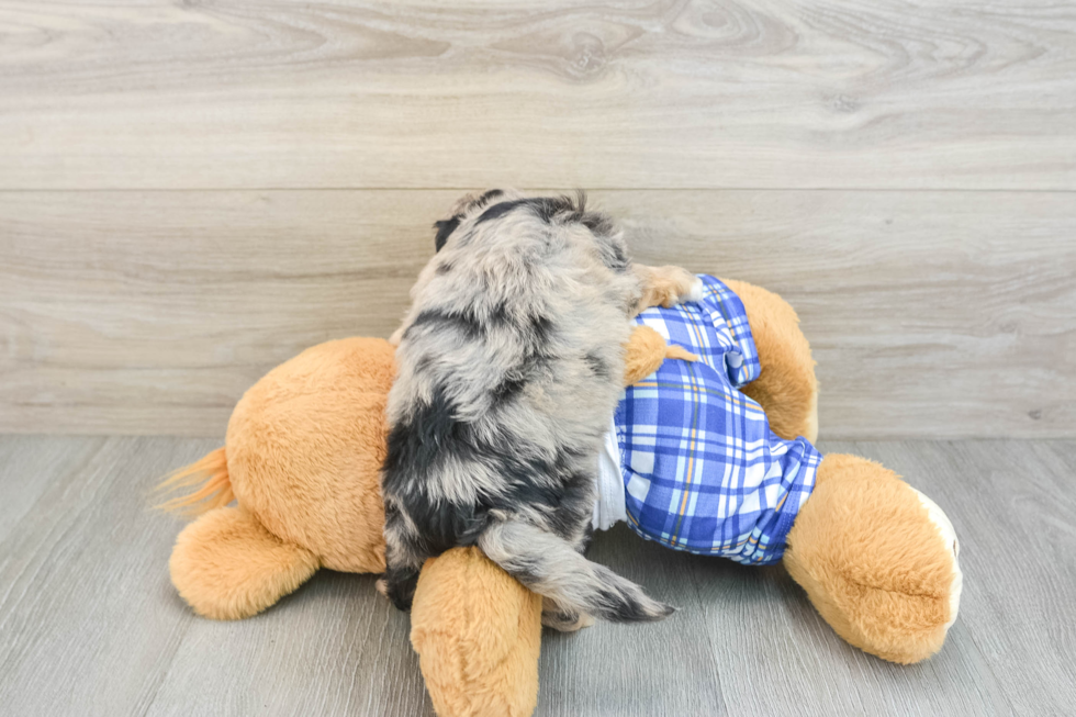 Best Mini Aussiedoodle Baby