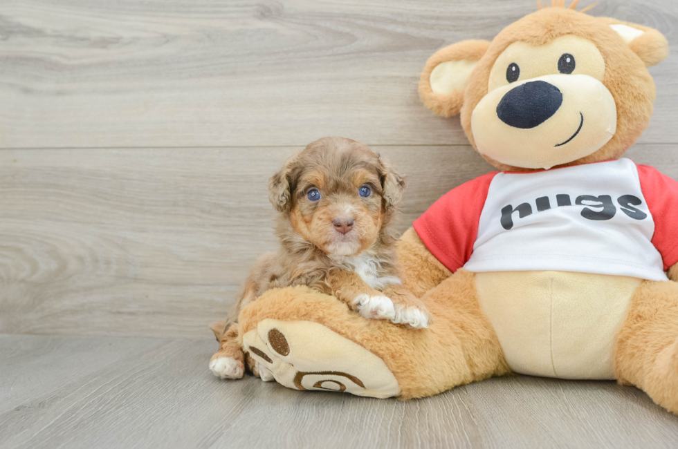 5 week old Mini Aussiedoodle Puppy For Sale - Florida Fur Babies