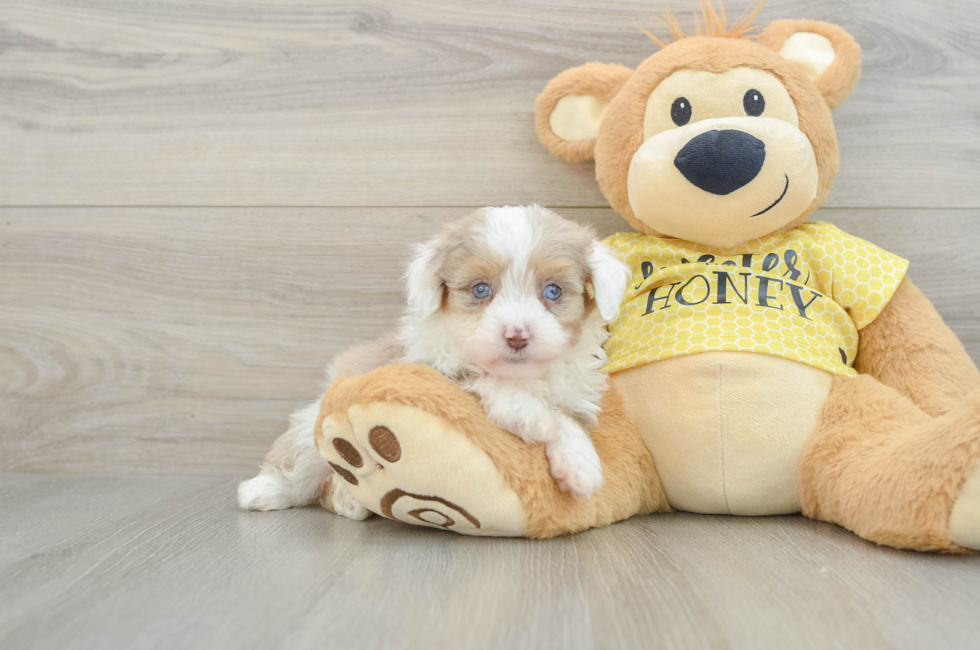 6 week old Mini Aussiedoodle Puppy For Sale - Florida Fur Babies