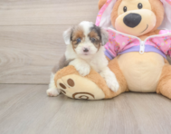8 week old Mini Aussiedoodle Puppy For Sale - Florida Fur Babies