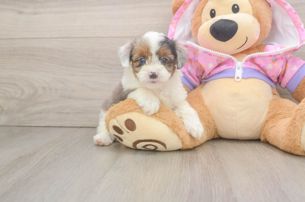 5 week old Mini Aussiedoodle Puppy For Sale - Florida Fur Babies