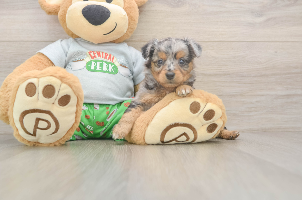 5 week old Mini Aussiedoodle Puppy For Sale - Florida Fur Babies