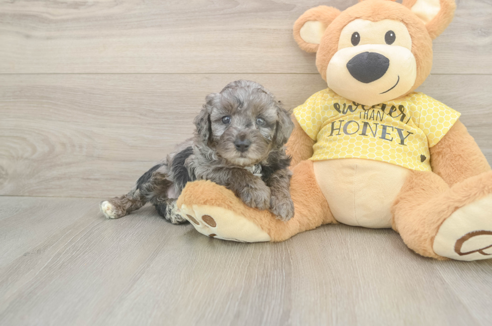 5 week old Mini Aussiedoodle Puppy For Sale - Florida Fur Babies