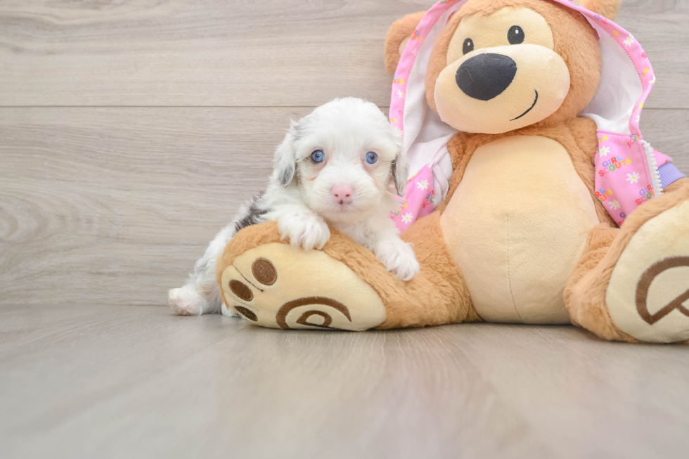 Cute Mini Aussiedoodle Baby