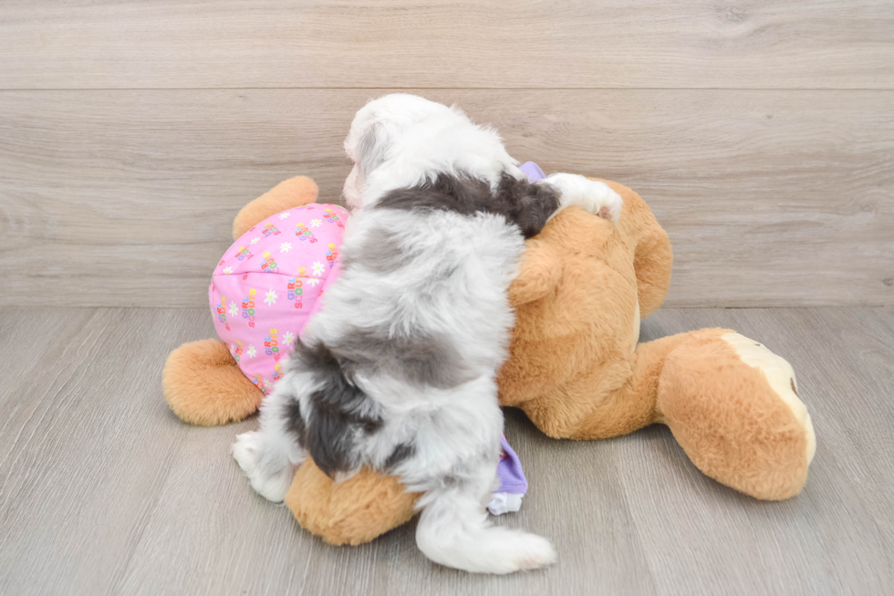 Small Mini Aussiedoodle Baby
