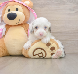 7 week old Mini Aussiedoodle Puppy For Sale - Florida Fur Babies