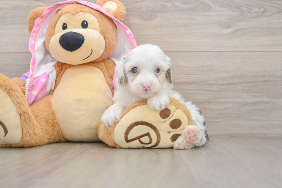 Cute Mini Aussiedoodle Baby
