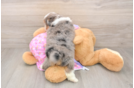 Petite Mini Aussiedoodle Poodle Mix Pup