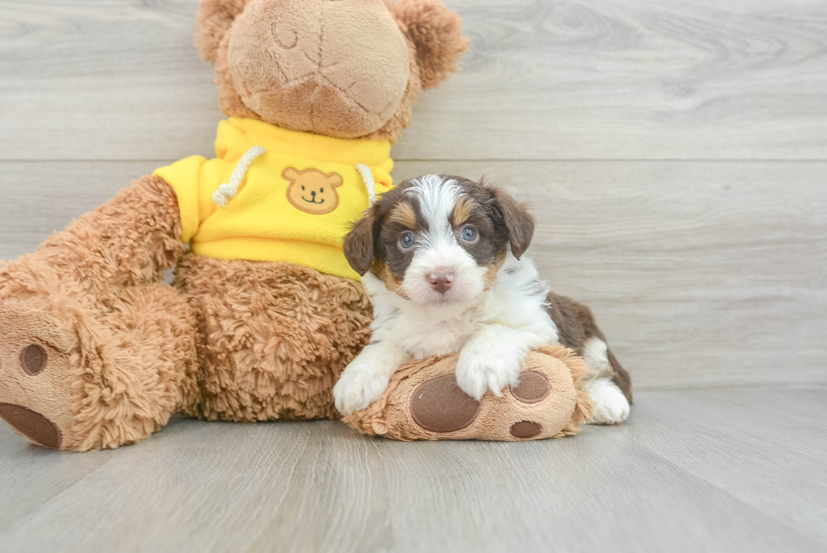 Mini Aussiedoodle Pup Being Cute