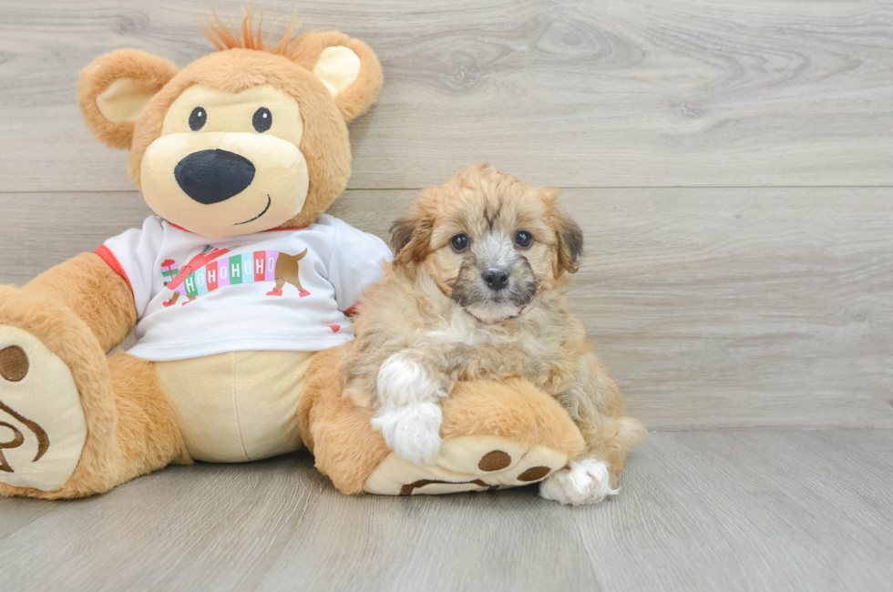 5 week old Mini Aussiedoodle Puppy For Sale - Florida Fur Babies