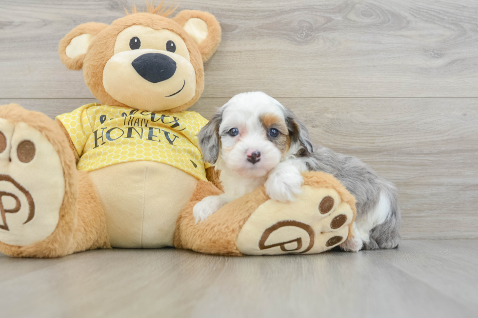 Hypoallergenic Aussiepoo Poodle Mix Puppy