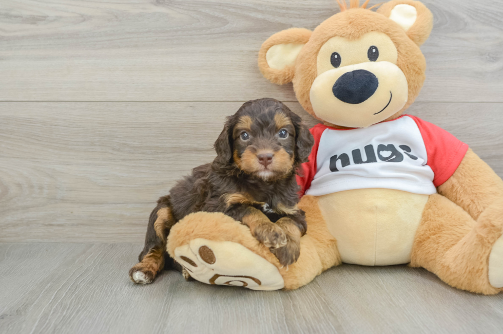 5 week old Mini Aussiedoodle Puppy For Sale - Florida Fur Babies