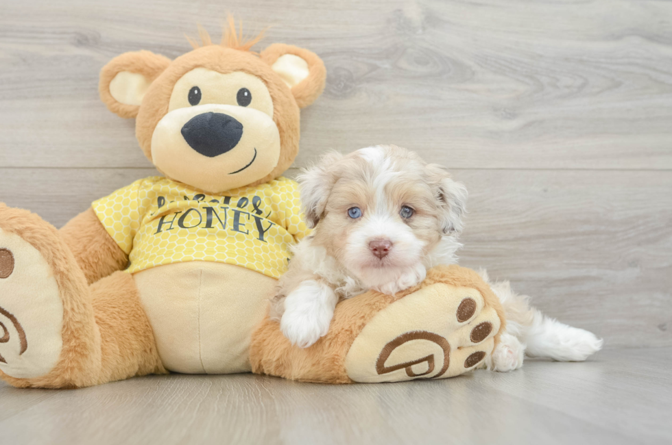 6 week old Mini Aussiedoodle Puppy For Sale - Florida Fur Babies