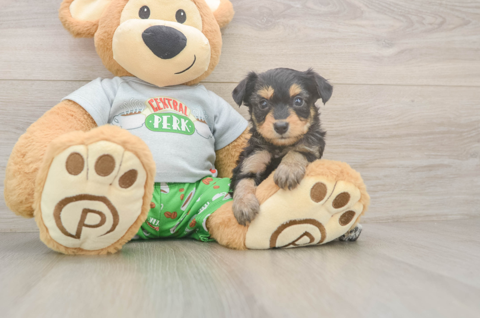 5 week old Mini Aussiedoodle Puppy For Sale - Florida Fur Babies