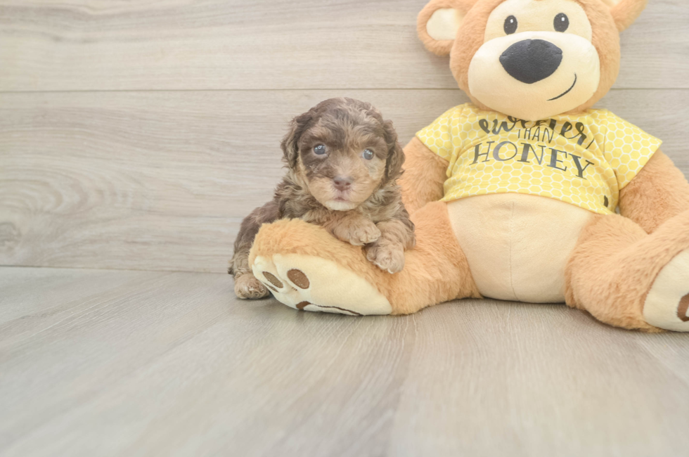 5 week old Mini Aussiedoodle Puppy For Sale - Florida Fur Babies