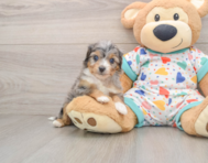 8 week old Mini Aussiedoodle Puppy For Sale - Florida Fur Babies