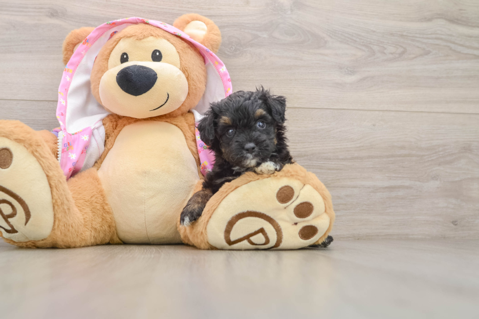 Mini Aussiedoodle Pup Being Cute
