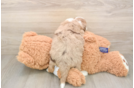 Energetic Aussiepoo Poodle Mix Puppy