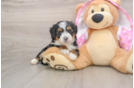 Hypoallergenic Aussiepoo Poodle Mix Puppy