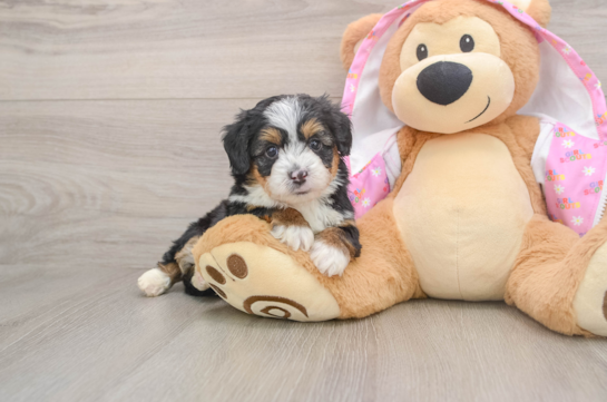 Hypoallergenic Aussiepoo Poodle Mix Puppy