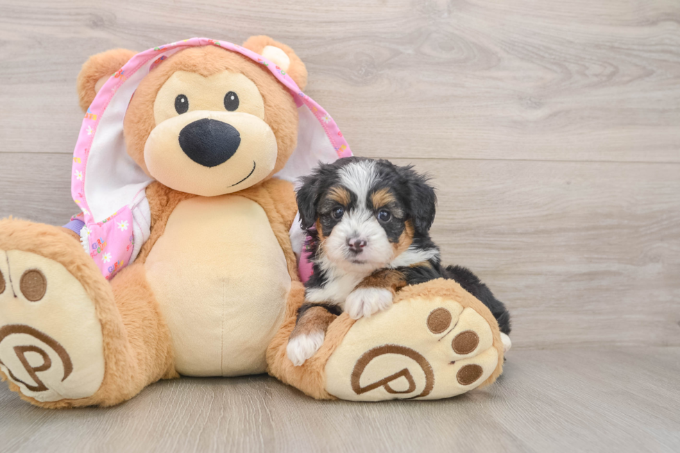 Mini Aussiedoodle Pup Being Cute