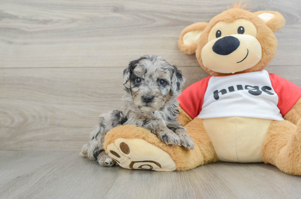 5 week old Mini Aussiedoodle Puppy For Sale - Florida Fur Babies