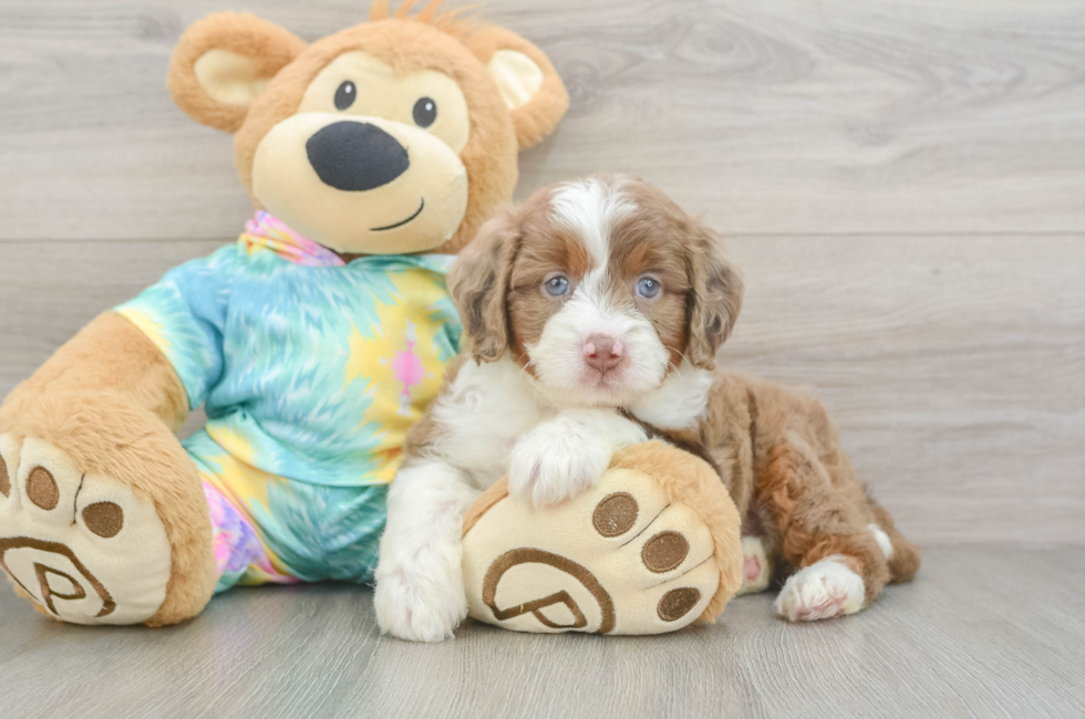 5 week old Mini Aussiedoodle Puppy For Sale - Florida Fur Babies