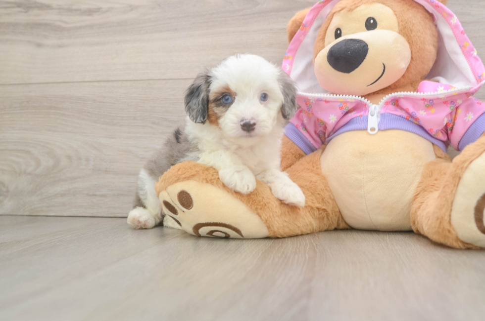5 week old Mini Aussiedoodle Puppy For Sale - Florida Fur Babies