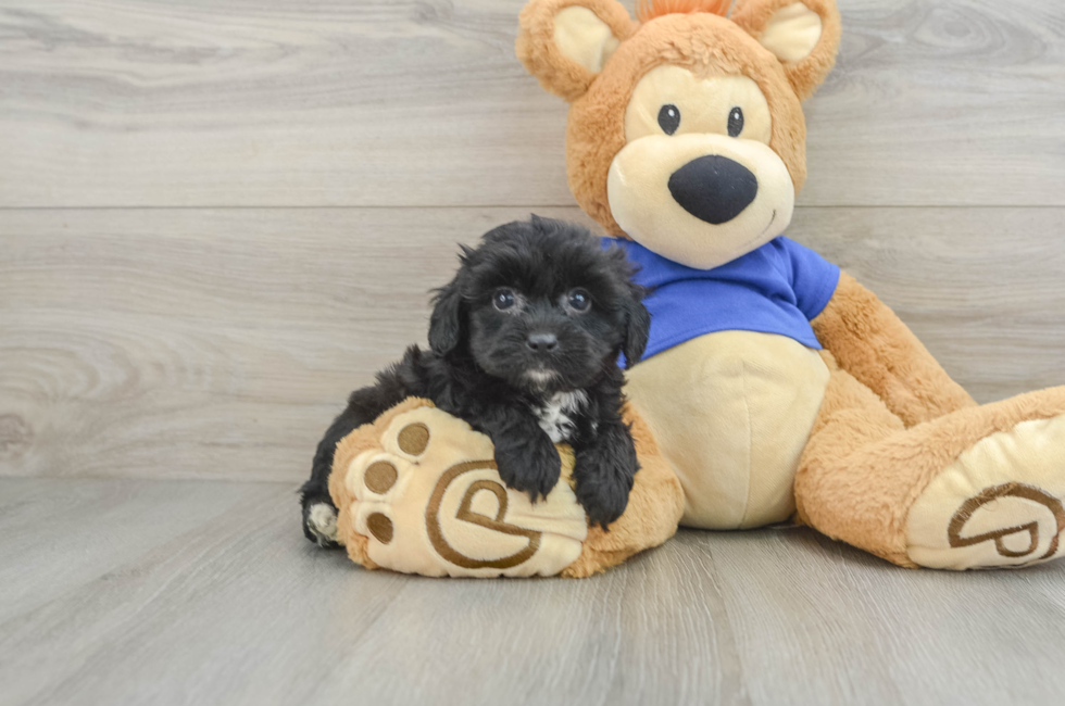 8 week old Mini Aussiedoodle Puppy For Sale - Florida Fur Babies