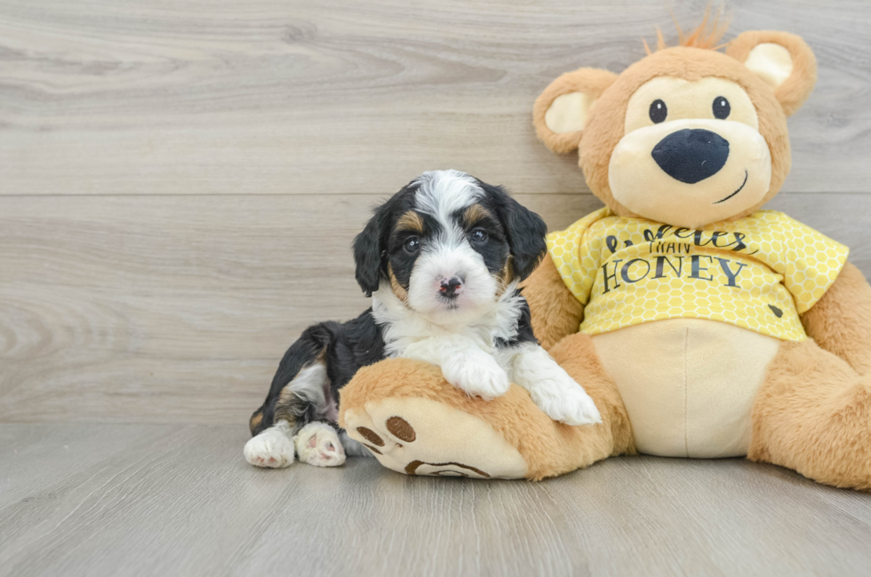 6 week old Mini Aussiedoodle Puppy For Sale - Florida Fur Babies