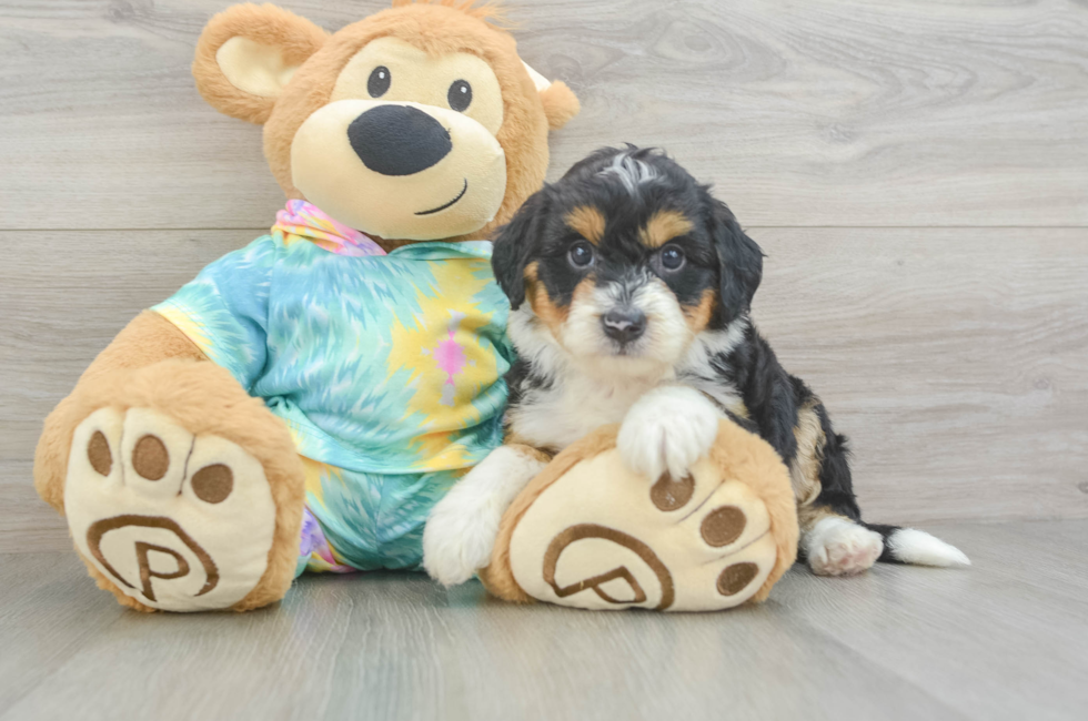 5 week old Mini Aussiedoodle Puppy For Sale - Florida Fur Babies