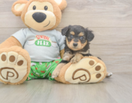7 week old Mini Aussiedoodle Puppy For Sale - Florida Fur Babies