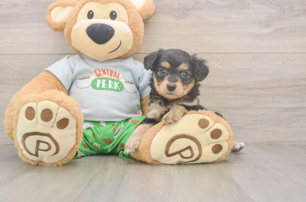 5 week old Mini Aussiedoodle Puppy For Sale - Florida Fur Babies