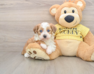 6 week old Mini Aussiedoodle Puppy For Sale - Florida Fur Babies