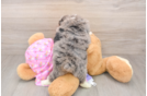 Mini Aussiedoodle Puppy for Adoption