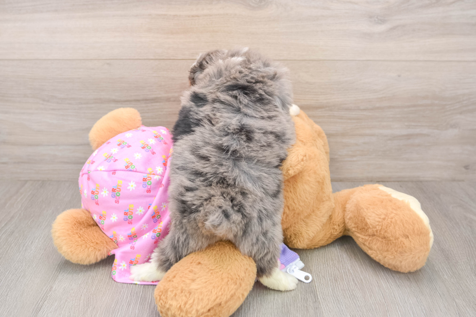 Mini Aussiedoodle Puppy for Adoption